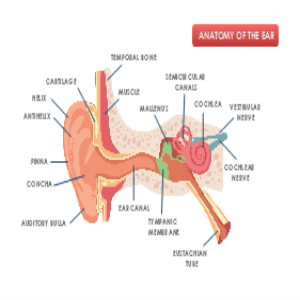 Anatomy of The Ear thumb