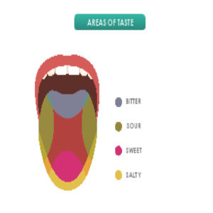 Areas of Taste thumb