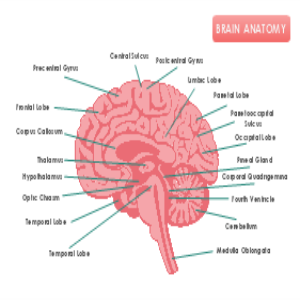 Brain Anatomy thumb