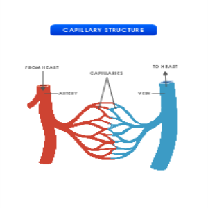 Capillary Structure thumb