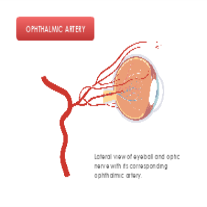 Ophthalmic Artery thumb