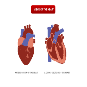 Views of Heart thumb