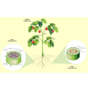 Plant Structure thumb