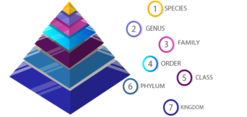 Biological Clasification