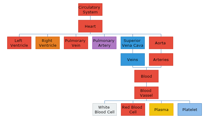 Circulatory System