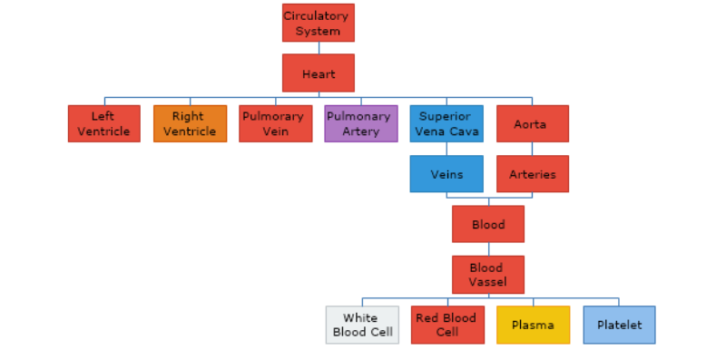 Circulatory System Diagrams