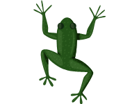 Burmeister s Leaf Frog
