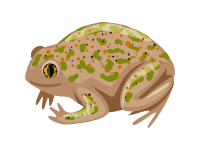 California Toad