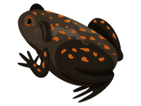 Cane Toad 1