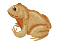 Cane Toad 2