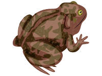 Common Frog