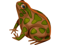 European green toad