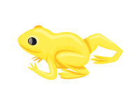 Golden Poison Frog