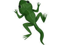 Green Salamander