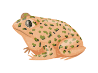 Northern Leopard Frog