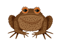 Poison Dart Frog