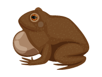 Poison Frog