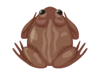 Texas Toad