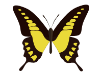 Butterfly 4