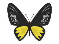 Butterfly 5