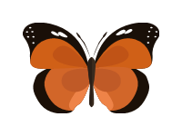 Butterfly 6