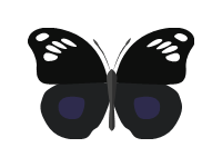 Butterfly 7