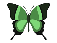 Green Butterfly