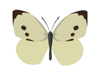 White Butterfly