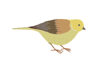 Yellowhammer