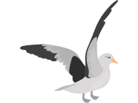 Seagull
