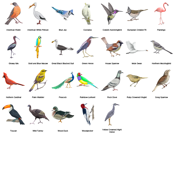 Tropical Birds Preview Large