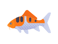 Koi