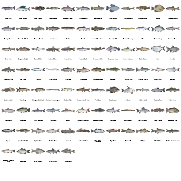 Freshwater Fishes Preview Large