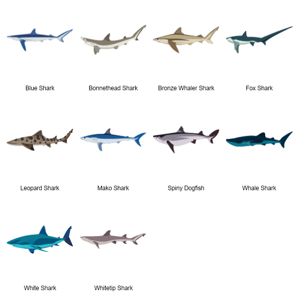 Sharks Preview Large