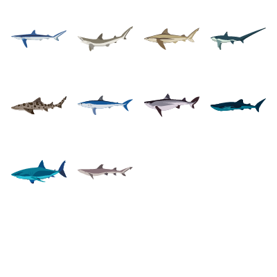Sharks Preview Small