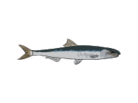 Anchovy