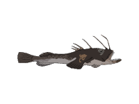 Angelfish