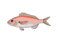 Axillary Seabream