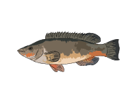 Ballan wrasse
