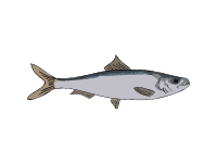 Black Sea Sprat