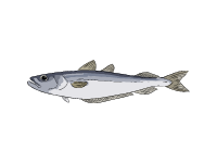 Blue whiting