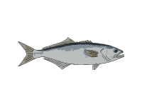 Bluefish
