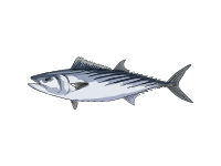 Bonito