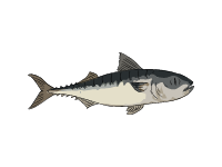 Chub Mackerel