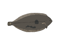 Dover Sole