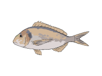 Gilt Head Bream