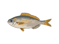 Goldline Darter