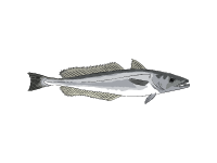 Hake