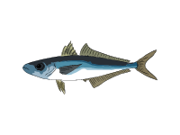 Mediterranean Scad