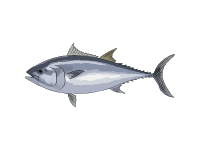 Northern Bluefish Tuna